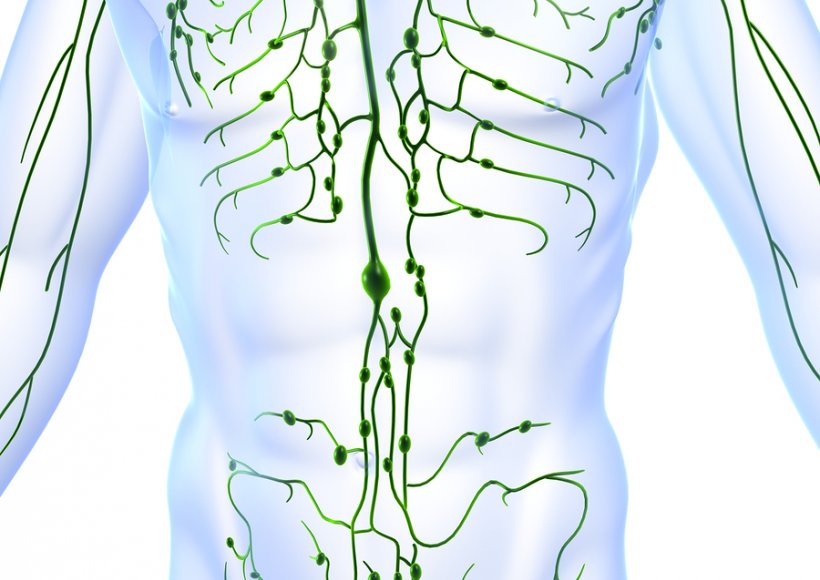 Układ Limfatyczny - Co to jest ?